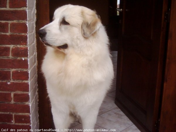 Photo de Chien de montagne des pyrnes