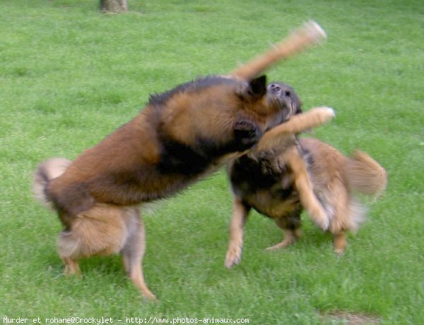 Photo de Berger belge malinois