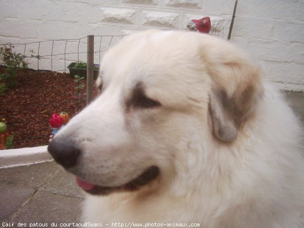 Photo de Chien de montagne des pyrnes