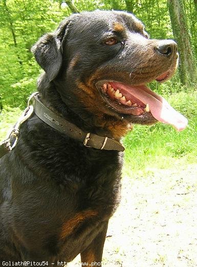 Photo de Rottweiler