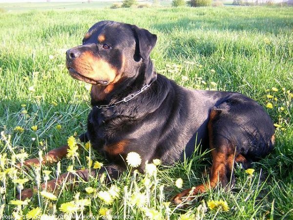 Photo de Rottweiler