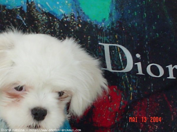 Photo de Lhassa apso