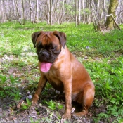 Photo de Boxer