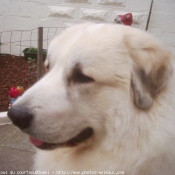 Photo de Chien de montagne des pyrnes