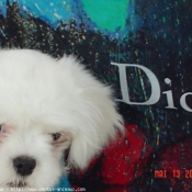 Photo de Lhassa apso