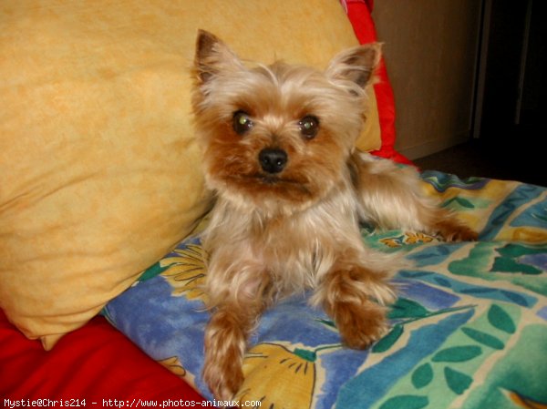 Photo de Yorkshire terrier