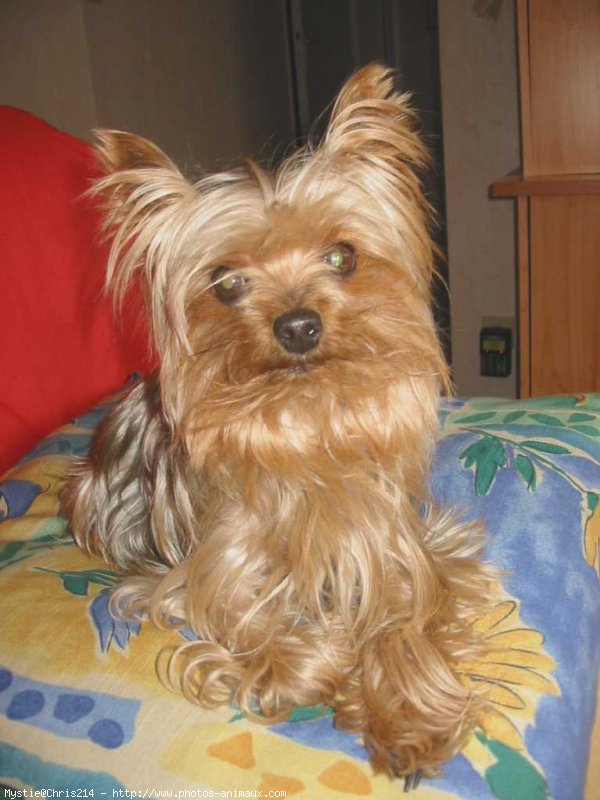 Photo de Yorkshire terrier