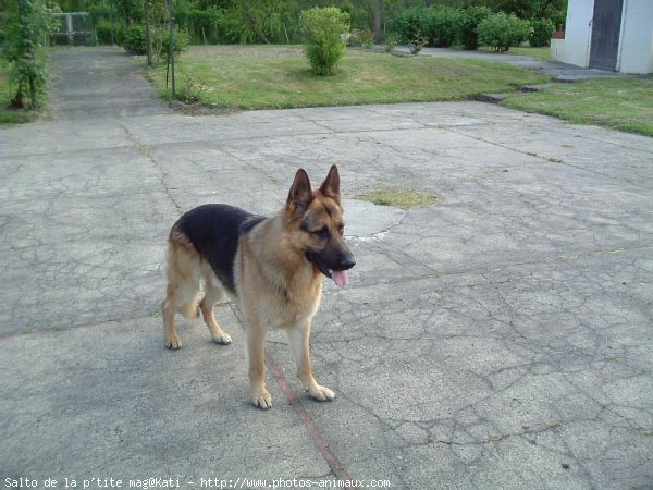 Photo de Berger allemand  poil court