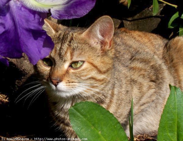 Photo de Chat domestique