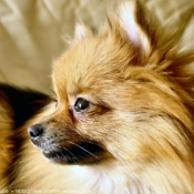 Photo de Spitz moyen