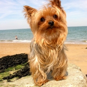 Photo de Yorkshire terrier