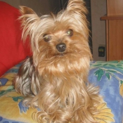 Photo de Yorkshire terrier