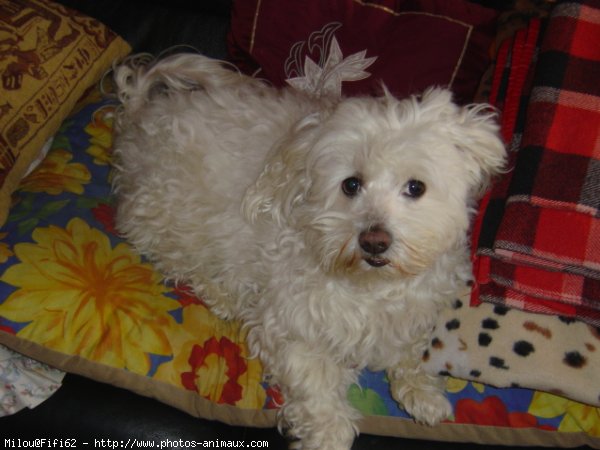 Photo de Bichon maltais