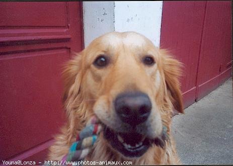 Photo de Labrador retriever