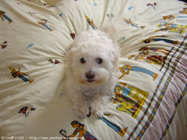 Photo de Bichon maltais