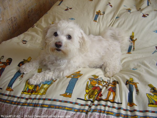 Photo de Bichon maltais