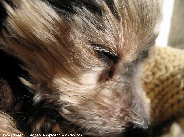 Photo de Yorkshire terrier