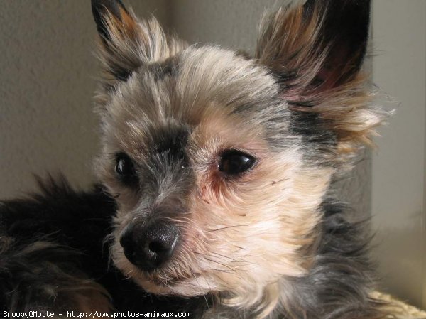 Photo de Yorkshire terrier