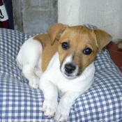 Photo de Jack russell terrier