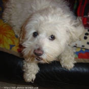 Photo de Bichon maltais