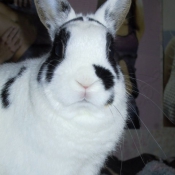 Photo de Lapin