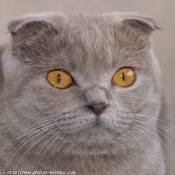 Photo de Scottish fold