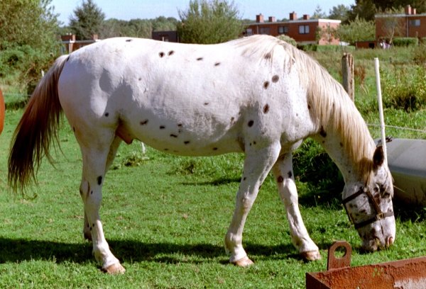 Photo d'Appaloosa