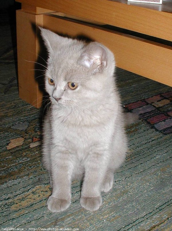 Photo de British shorthair