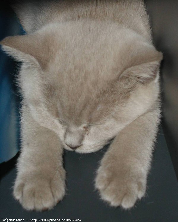 Photo de British shorthair