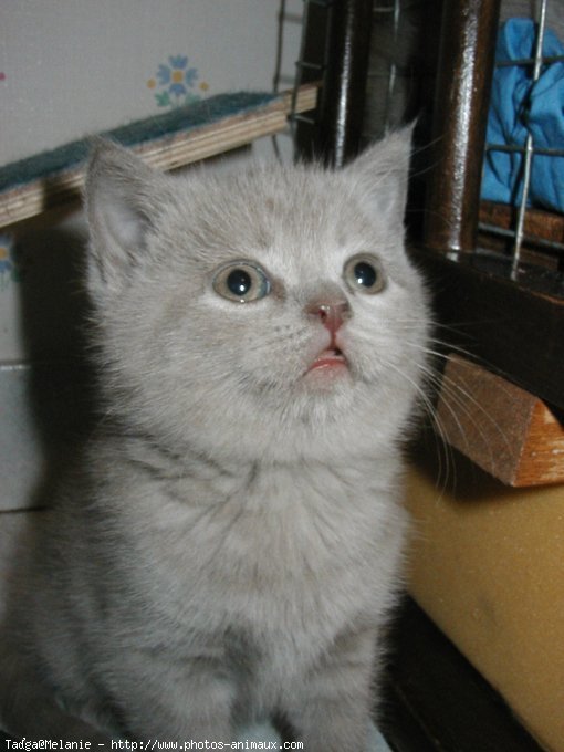 Photo de British shorthair