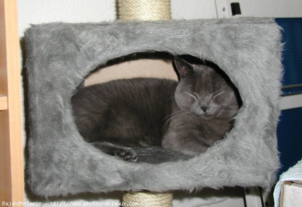 Photo de Chartreux