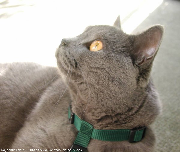 Photo de Chartreux