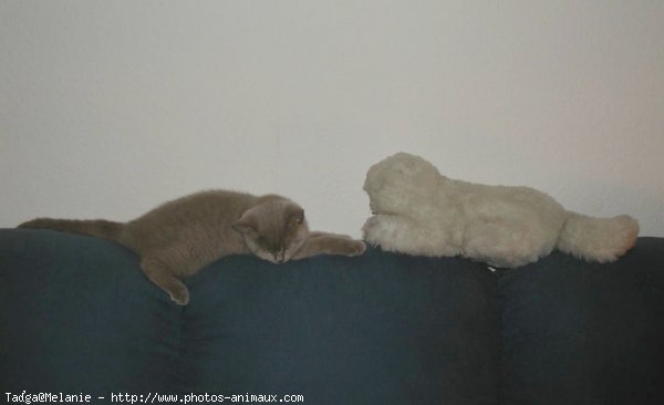 Photo de British shorthair