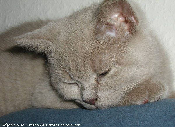 Photo de British shorthair