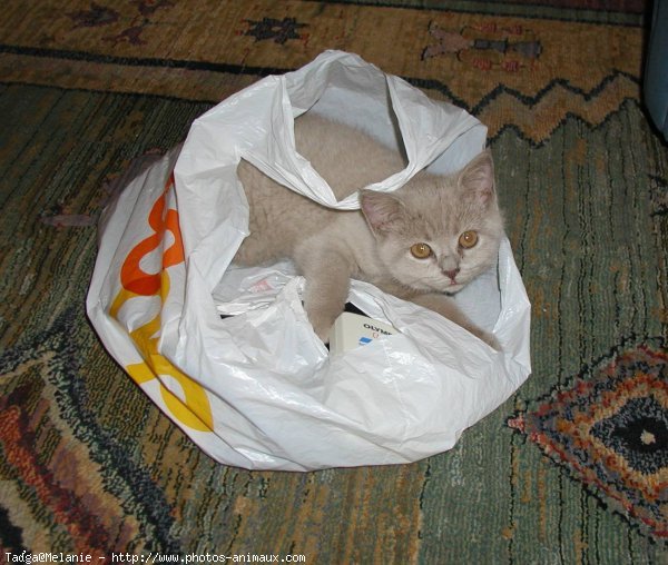 Photo de British shorthair