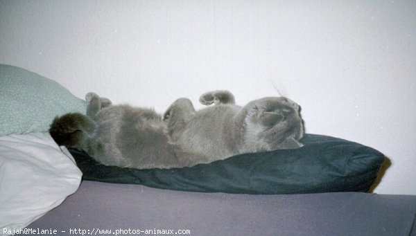 Photo de Chartreux