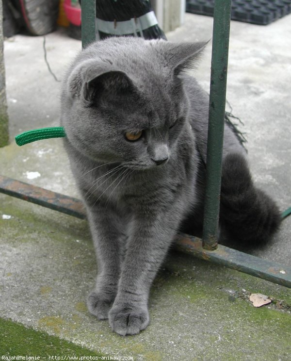 Photo de Chartreux