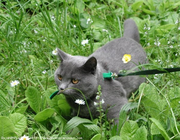 Photo de Chartreux