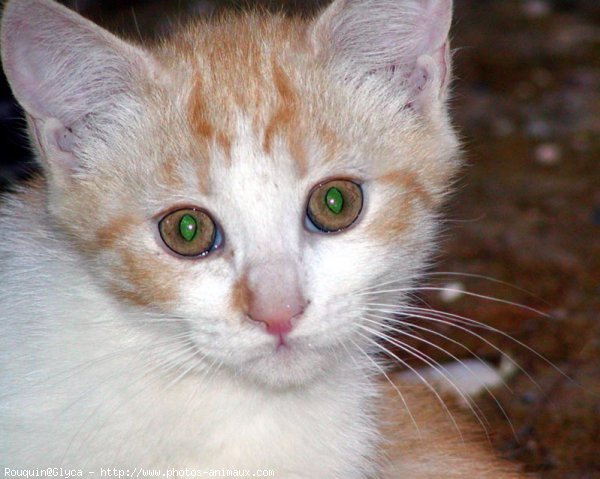 Photo de Chat domestique