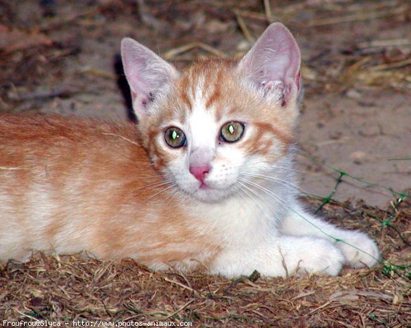 Photo de Chat domestique