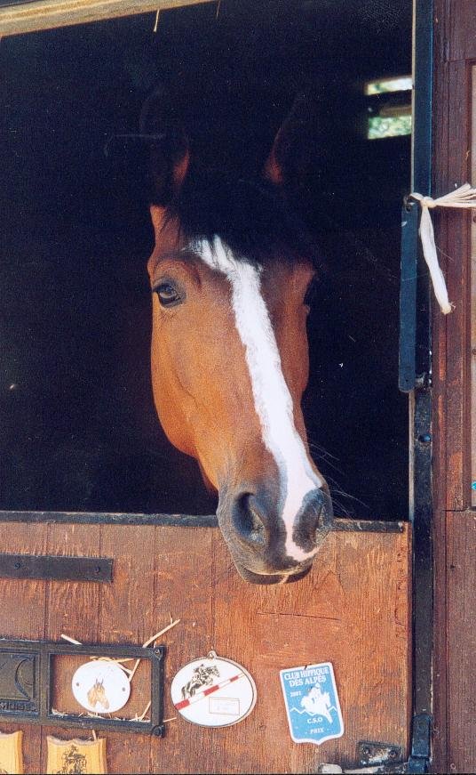 Photo de Poney franais de selle