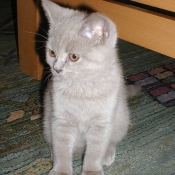 Photo de British shorthair