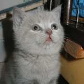 Photo de British shorthair