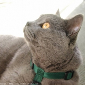 Photo de Chartreux