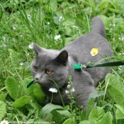 Photo de Chartreux