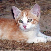 Photo de Chat domestique