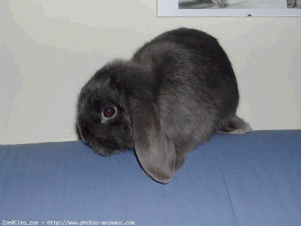 Photo de Lapin