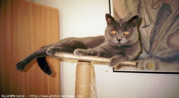 Photo de Chartreux