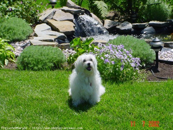 Photo de Bichon  poil fris