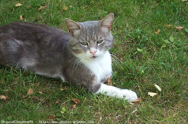 Photo de Chat domestique